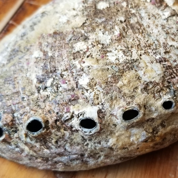 Large Abalone Shell-Great for home office or studio decor😍 - Picture 9 of 16